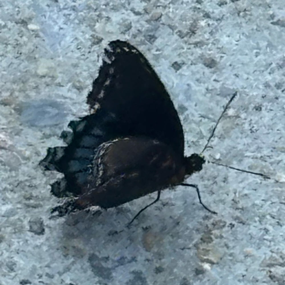 Meet your Posher, Lizzy